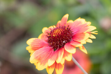 Spring Concept, Blooming Colorful Indian Blanket Flower ,Gaillardia pulchella, Fire-wheel , Rose Ring Gaillardia