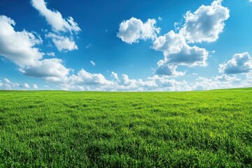 Green meadow under blue sky with clouds