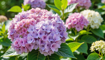 Obraz premium Vibrant hydrangea cluster in sunny yard, nature's beauty