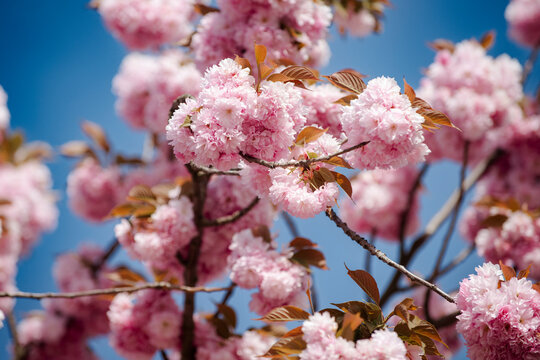 Cherry blossom. Sakura Festival. Cherry Blossoms Trees. Sakura spring flowers pattern. Cherry Blossoms Trees. Sakura spring flowers pattern. Flower sky background. Pink flowers background.