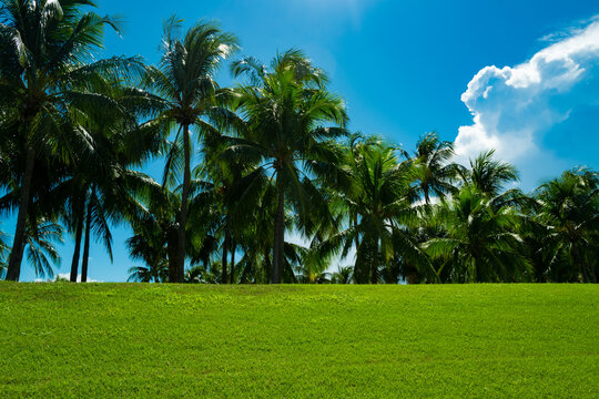 Tropical green background. Palm trees background. Palm leaf texture. Palm foliage over blue sky. Palms tree backdrop.