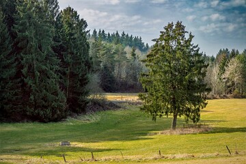 Landscape with green meadow and pine trees in a sunny day, Eifel, Pflanzgarten in Germany