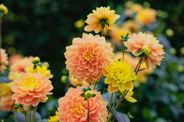 Flower petals. Flower background. Flower Nature. Flowers blooming. Colorful chrysanthemum flower macro shot. Floral background.
