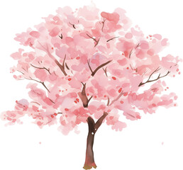 Fototapeta premium Cherry blossom tree watercolor painting isolated on transparent background.