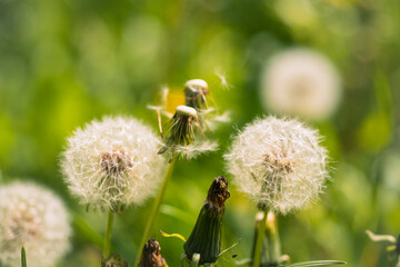White Dandelion flower close up. Nature background. Fluffy flower. Fluffy dandelion head. White dandelion flower. Dandelion seed heads. Nature background.