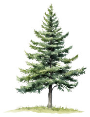 Fototapeta premium PNG Green Swiss pine tree illustration watercolor evergreen.