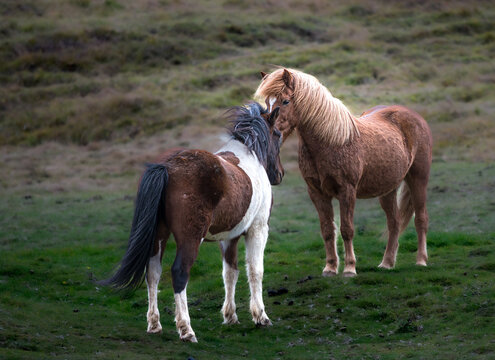 Icelandic horses engage in a gentle interaction on lush green pasture in Iceland