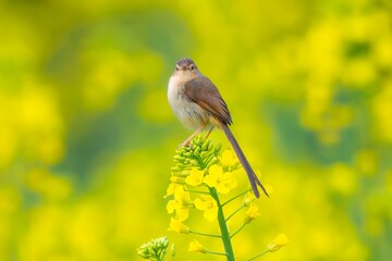 sparrow on a green grass