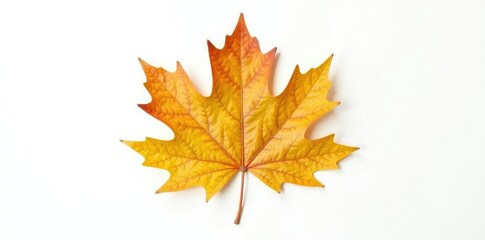Fototapeta premium Single oak leaf isolated against white background, single, isolated