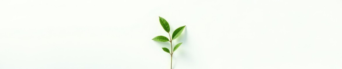 Fototapeta premium Single plant isolated on white background with shadow, abstract, foliage, nature