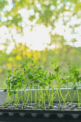Vertical photo of microgreens of peas growing vibrantly on a sunny windowsill. simplicity and beauty of home gardening, highlighting healthy living, fresh produce, and joy of growing your own food