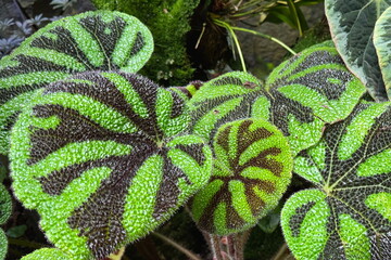 Iron cross begonia leaves growing in the botanic gardens in Singapore
