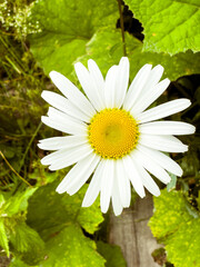 Einsame G&auml;nsebl&uuml;mchenbl&uuml;te - Natur Minimalismus im Fokus