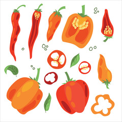 Juicy pepper. Paprika. Hot chili pepper. Seasoning. Useful Vegetables. Harvest. Botanical illustration. Vector illustration