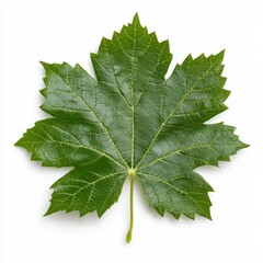Fototapeta premium Vibrant Green Maple Leaf Isolated on White Background