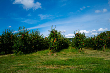 Apple orchard. Ripe red apples in garden. Red apples on a branch. Apple orchard for background. Apple tree.