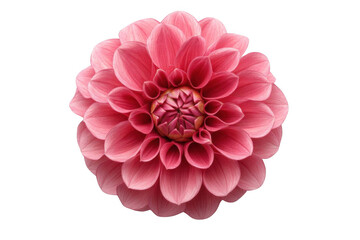 Pink Dahlia Blooms Elegantly on Black Background, Floral Beauty and Nature's Delicate Design.