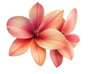 Fototapeta premium Peach Flowers Bloom Beautifully on Black Background, Floral Beauty and Elegance.