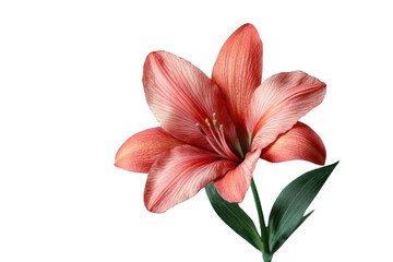 Fototapeta premium Pink Lily Blooms Elegantly on Black Background, Floral Beauty and Elegance.