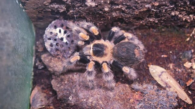 Giant Dangerous Venomous Brachypelma Hamorii Tarantula Spider Held in Glass Terrarium at Pet Shop Display or Tropical Animals Exhibition Fair