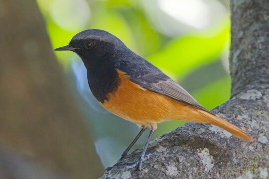 Eastern Black Redstart, (Phoenicurus ochruros), male perched in a tree, Corbett, Uttarakhand, India. - Powered by Adobe
