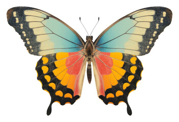Fototapeta premium PNG Butterfly animal insect invertebrate.