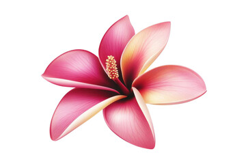 Fototapeta premium Pink Frangipani Flower Blooms Elegantly on Black Background with Tropical Vibes