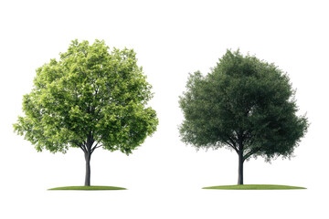 Two Trees Stand on Grass Patches with Lush Green Leaves, Tranquil Nature Scene.