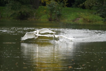 łabędź