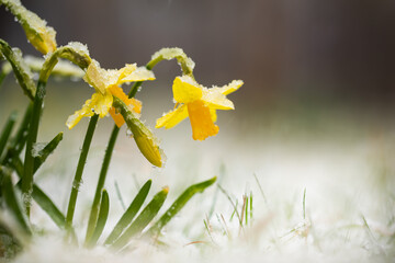 żonkile, narcyze wiosną w śniegu  © meegi