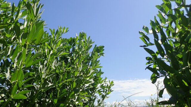 broad bean, broad, bean, fava, faba, plant, broad bean plant, pod, broad beans, vegetable, green, food, fresh garden, beans, agriculture, closeup, legume, organic, healthy, nature, vegetarian, natural