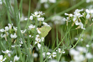 Catopsilia pyranthe on raphanus caudatus (rat-tail radish)
