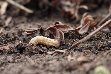 Caterpillar among fallen dry leaves of an ornamental shrub