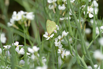 Catopsilia pyranthe on raphanus caudatus (rat-tail radish)