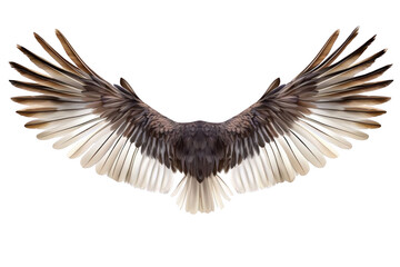Wings Spread Wide Against Black Background, Showing Freedom and Grace. Majestic Bird Wings.