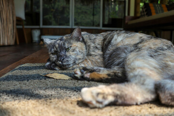 A tabby cat sleeps comfortably on a doormat on the floor of a shady wooden house.