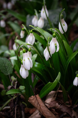 Fototapeta premium snowdrops in the spring forest