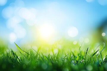 Obraz premium Sunny day, bright bokeh, green grass.