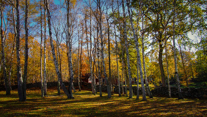 orange forest in Swedish autumn