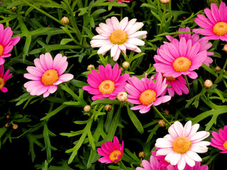 Pink and White Marguerites