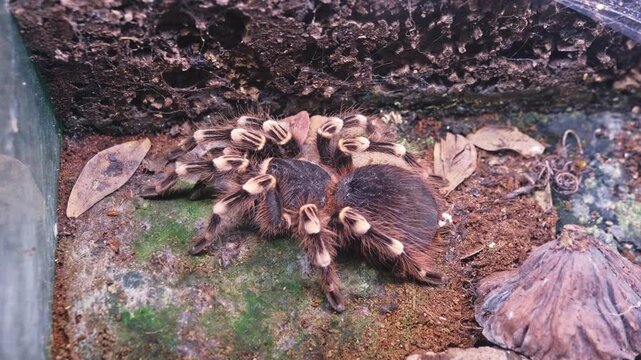 Giant Dangerous Venomous Brachypelma Hamorii Tarantula Spider Held in Glass Terrarium at Pet Shop Display or Tropical Animals Exhibition Fair