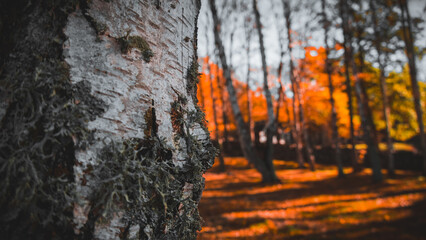 Obraz premium orange forest in Swedish autumn