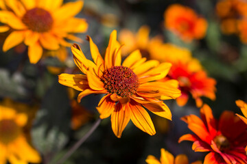 Rudbeckia flowers in full bloom in the garden.