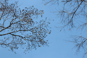 Summer tree branches, beautiful shape, sky background