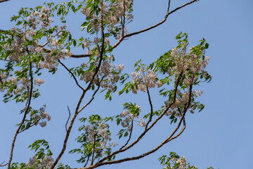 Beautiful summer white flower tree branches with wind, sky background