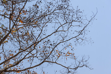 Summer tree branches, beautiful shape, sky background