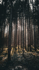 Coniferous forest at sunrise