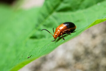 Orange ladybug on green leaves in the forest in the rainy season. Green nature background.