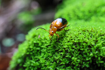 Orange ladybug on green moss covering rocks in the forest in the rainy season. Green nature background.
