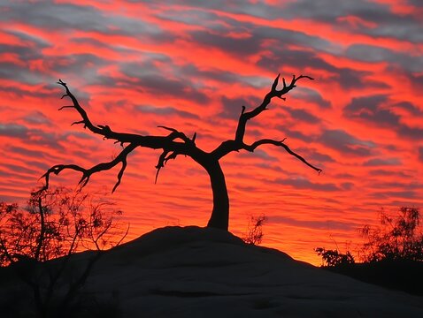 Tree silhouette on a hill at sunset with red sky